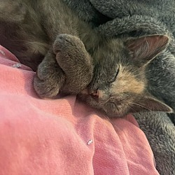 Thumbnail photo of Goose (dilute torti cuddle bug) #2