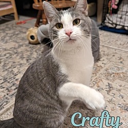 Thumbnail photo of Crafty #2