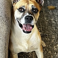 adopt a pet