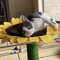 adopt a pet