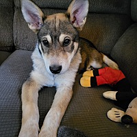 adopt a pet
