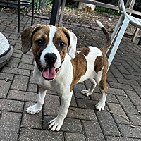 adopt a pet