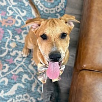 adopt a pet