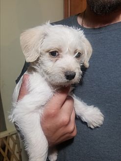 Mesa, AZ - Miniature Poodle. Meet Mikey a Pet for Adoption.