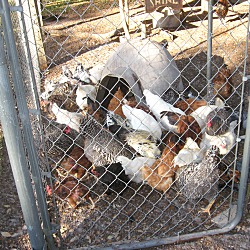 Thumbnail photo of Laying Hens #3