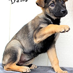 Thumbnail photo of Daisy~adopted! #2