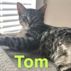 Photo of Tamale Tom