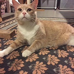 Thumbnail photo of Allen - Adopted 09.08.16 #1
