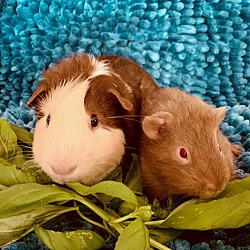 Thumbnail photo of Cappi (Cappuccino) & Percy #2