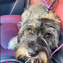 Photo of Harper - courtesy post