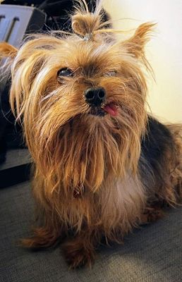 Warren, MI - Yorkie, Yorkshire Terrier/Mixed Breed (Medium). Meet Bad ...