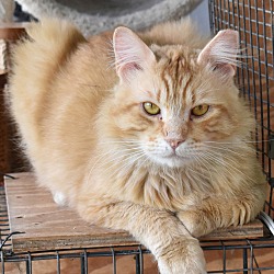 Photo of Meadow Gold