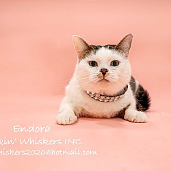 Thumbnail photo of ENDORA #1