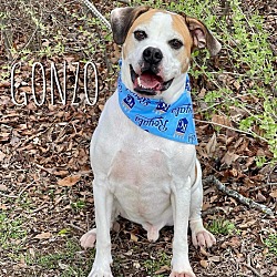 Thumbnail photo of Gonzo - Needs a Hero Foster or Adopter! #2