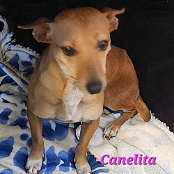 Thumbnail photo of Canelita #2