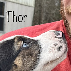 Thumbnail photo of Thor ~ meet me! #4