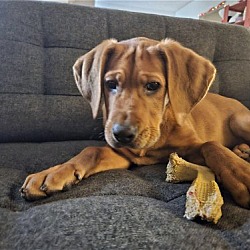Photo of BO (brown hound)