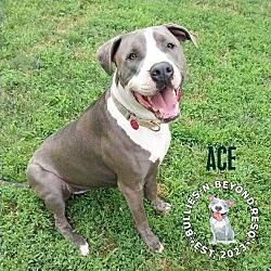 Thumbnail photo of Ace #2