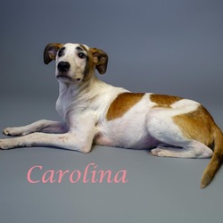 Thumbnail photo of Carolina D24-110 #2