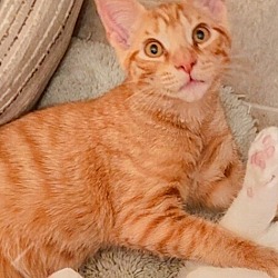 Thumbnail photo of Cheeto (Ginger Kittens) #1