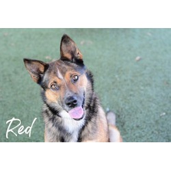 Thumbnail photo of Red #2