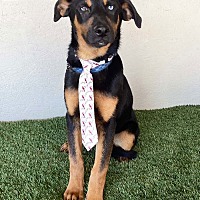 adopt a pet