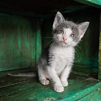 adopt a pet