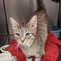 adopt a pet