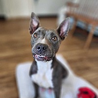adopt a pet