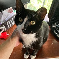 adopt a pet