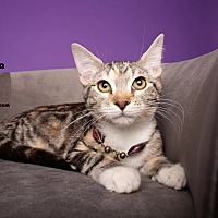 adopt a pet