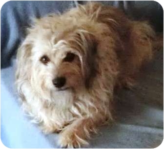 Lincolnton Nc Norfolk Terrier Meet Tricksey A Pet For Adoption Adoptapet Com