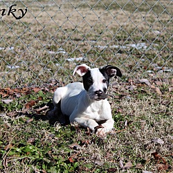 Thumbnail photo of Spunky #3