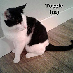 Photo of Toggle