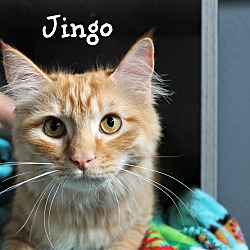 Photo of Jingo