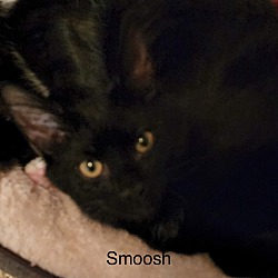 Thumbnail photo of Smoosh #2