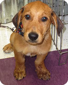 Colorado Springs, CO - Basset Hound. Meet Maddy a Pet for ...