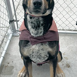 Photo of FOSTER NEEDED ASAP!