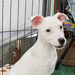 Photo of Evelyn ***RESCUE CENTER***