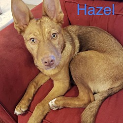 Thumbnail photo of Hazel #3