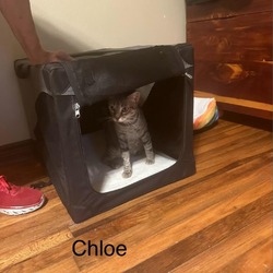 Thumbnail photo of Chloe (Mom) #4