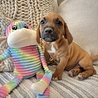 adopt a pet