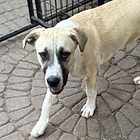 adopt a pet