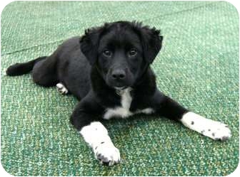 Mocksville Nc Portuguese Water Dog Meet Davey A Pet For Adoption