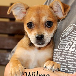 Thumbnail photo of Wilma ~ meet me! #3