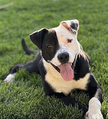 Studio City, CA - American Staffordshire Terrier/Border Collie. Meet ...