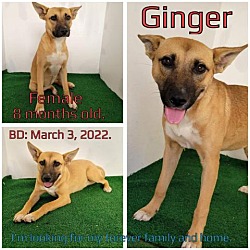 Photo of Ginger