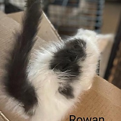 Thumbnail photo of Rowan #2
