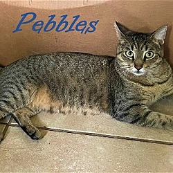 Thumbnail photo of Mr. Pebbles #3