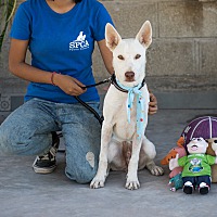 adopt a pet